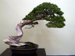 真柏盆栽-chinese-juniper-bonsai-tree-006.JPG