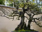 梅盆栽-Japanese-apricot-bonsai-tree-002.JPG