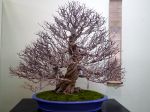 ザクロ盆栽-pomegranate-bonsai-tree-002.JPG
