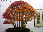 カエデ盆栽-maple-bonsai-tree-001.JPG