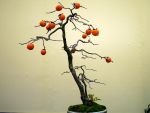 柿盆栽-persimmon-bonsai-tree-001.JPG