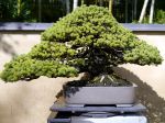 五葉松盆栽-japanese-white-pine-bonsai-tree-005.JPG