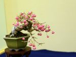 マユミ盆栽-Spindle-tree-bonsai-tree-001.JPG