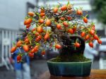 柿盆栽-persimmon-bonsai-tree-005.JPG