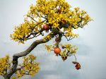 ザクロ盆栽-pomegranate-bonsai-tree-001.JPG
