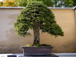 蝦夷松盆栽-yezo-spruce-bonsai-tree-001.JPG