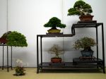 棚飾り盆栽-Tanakazari-bonsai-trees-009.JPG