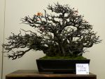 長寿梅盆栽-Japanese-quince-bonsai-tree-007.JPG
