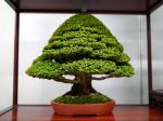 ヒノキ盆栽-Japanese-cypress-bonsai-tree-008.JPG