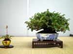 イソザンショウ盆栽-Osteomeles-subrotunda-bonsai-tree-002.JPG