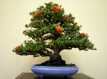 ピラカンサ盆栽-Pyracantha-bonsai-tree-004.JPG