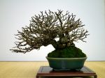 野バラ盆栽-Wild-Rose-bonsai-tree-002.JPG