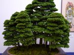 ヒノキ盆栽-Japanese-cypress-bonsai-tree-005.JPG