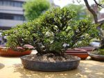 長寿梅盆栽-Japanese-quince-bonsai-tree-009.JPG