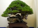 赤松盆栽-japanese-red-pine-bonsai-tree-004.JPG