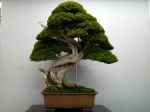 真柏盆栽-chinese-juniper-bonsai-tree-021.JPG