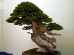一位盆栽-yew-bonsai-tree-002.JPG