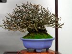 長寿梅盆栽-Japanese-quince-bonsai-tree-004.JPG