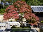 モミジ盆栽-japanese-maple-bonsai-tree-003.JPG