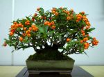 ピラカンサ盆栽-Pyracantha-bonsai-tree-002.JPG