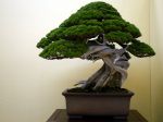 真柏盆栽-chinese-juniper-bonsai-tree-030.JPG