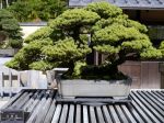 五葉松盆栽-japanese-white-pine-bonsai-tree-007.JPG