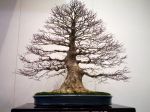 モミジ盆栽-japanese-maple-bonsai-tree-014.JPG