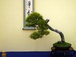 赤松盆栽-japanese-red-pine-bonsai-tree-002.JPG