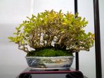 いぼた盆栽-Privet-bonsai-tree-003.JPG