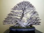 ブナ盆栽-Japanese-beech-bonsai-tree-001.JPG