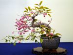 マユミ盆栽-Spindle-tree-bonsai-tree-004.JPG