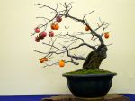 柿盆栽-persimmon-bonsai-tree-003.JPG