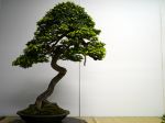 コメツガ盆栽-Northern-Japanese-Hemlock-bonsai-tree-001.JPG