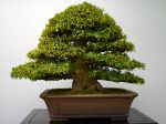 皐月盆栽-satsuki-azalea-bonsai-tree-003.JPG