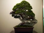 真柏盆栽-chinese-juniper-bonsai-tree-036.JPG