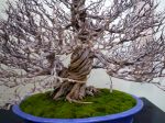 ザクロ盆栽-pomegranate-bonsai-tree-003.JPG