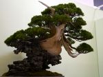 真柏盆栽-chinese-juniper-bonsai-tree-012.JPG