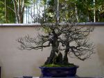 梅盆栽-Japanese-apricot-bonsai-tree-003.JPG