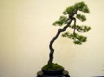 赤松盆栽-japanese-red-pine-bonsai-tree-001.JPG
