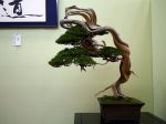 真柏盆栽-chinese-juniper-bonsai-tree-028.JPG