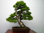 五葉松盆栽-japanese-white-pine-bonsai-tree-027.JPG