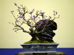 紫式部盆栽-Japanese-beautyberry-tree-bonsai-tree-002.JPG