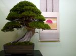 真柏盆栽-chinese-juniper-bonsai-tree-014.JPG