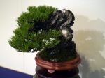 黒松盆栽-japanese-black-pine-bonsai-tree-021.JPG