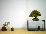 棚飾り盆栽-Tanakazari-bonsai-trees-012.JPG