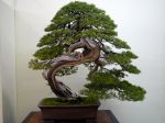 真柏盆栽-chinese-juniper-bonsai-tree-007.JPG