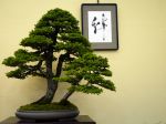 蝦夷松盆栽-yezo-spruce-bonsai-tree-003.JPG