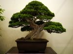 真柏盆栽-chinese-juniper-bonsai-tree-032.JPG