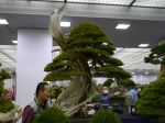 真柏盆栽-chinese-juniper-bonsai-tree-015.JPG