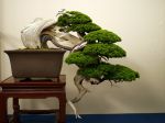 真柏盆栽-chinese-juniper-bonsai-tree-033.JPG